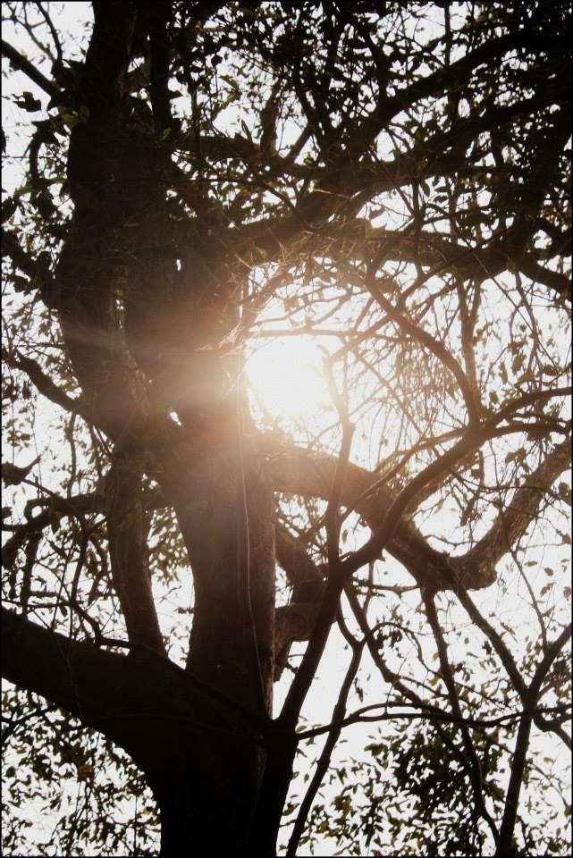 Photo of Bharatpur Bird Sanctuary, Bharatpur, Rajasthan, India by Rahul Arora