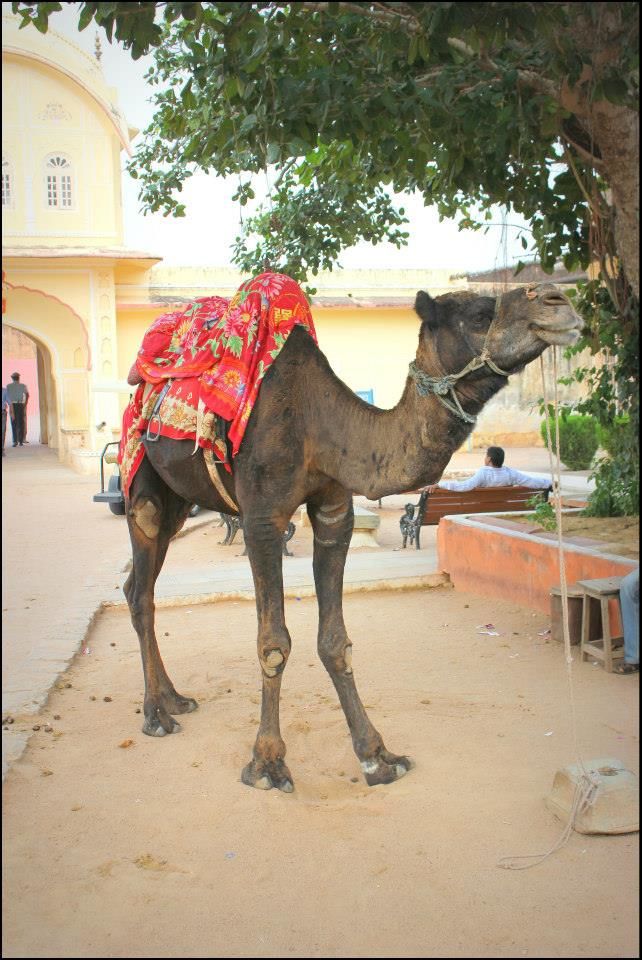 Photo of Golden Triangle India by Rahul Arora