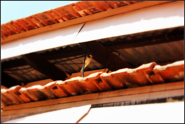Photo of Ooty; a ride into the heavenly Nilgiris 23/94 by Rahul Arora