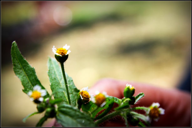 Photo of Ooty; a ride into the heavenly Nilgiris 34/94 by Rahul Arora