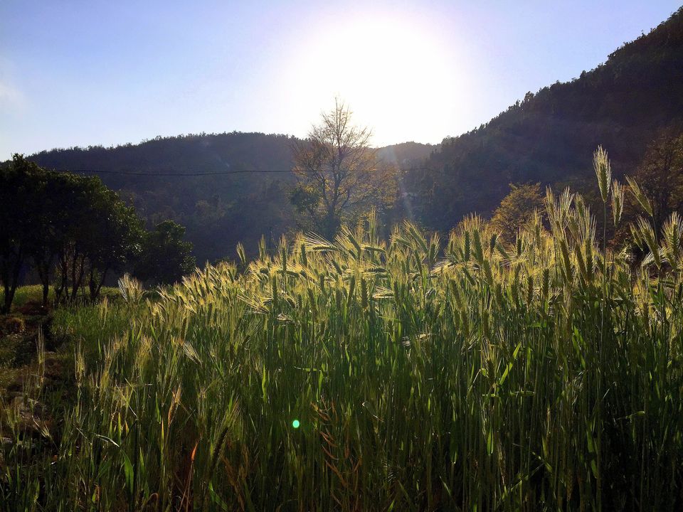 Photo of Deoria Tal - Chandrashila Trek 10/47 by Rahul Arora