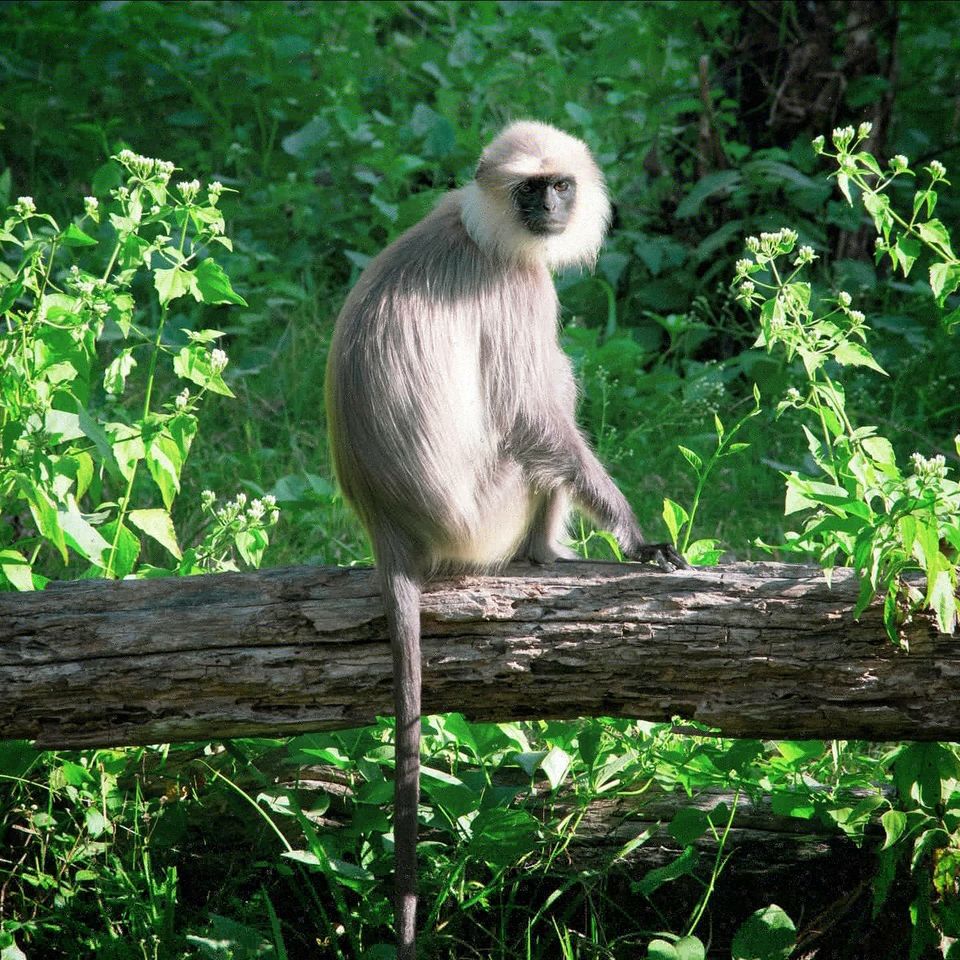 Photo of Bangalore to Kabini (2 nights/3 days) by ankur vinekar