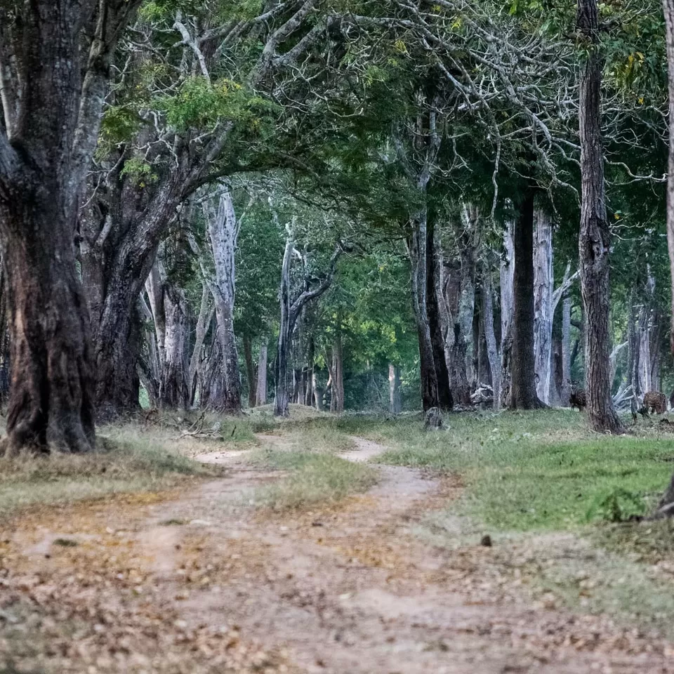 Photo of Bangalore to Kabini (2 nights/3 days) by ankur vinekar