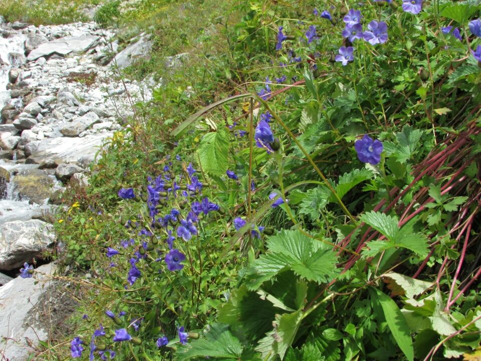 Photo of Uttarakhand 246443, India by Sanjay Badola