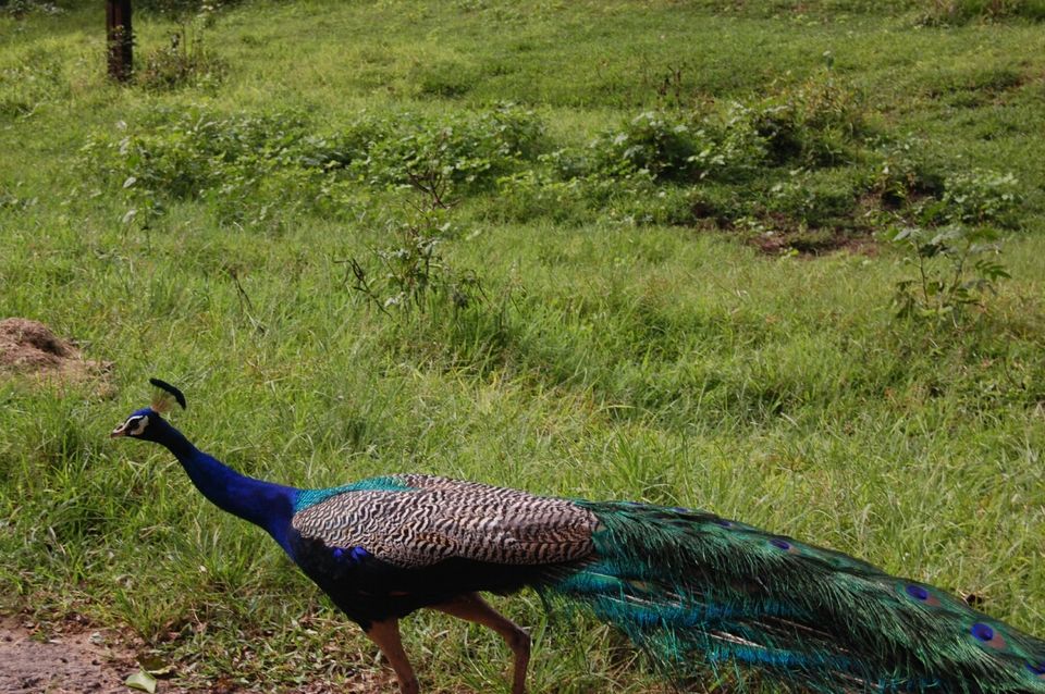 Photo of Getaway to Parambikulam 23/37 by Deepak A