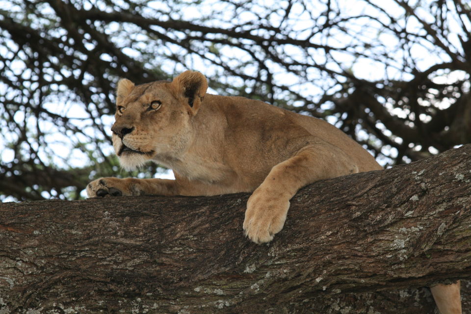 Photo of Safari shows animals unique gift to mankind 1/5 by mlpublish