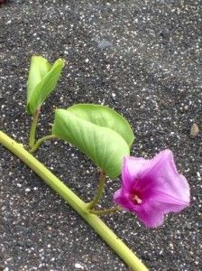 Photo of Hawaii's Hidden Secret Beaches 3/5 by Shaz, Roamaholic