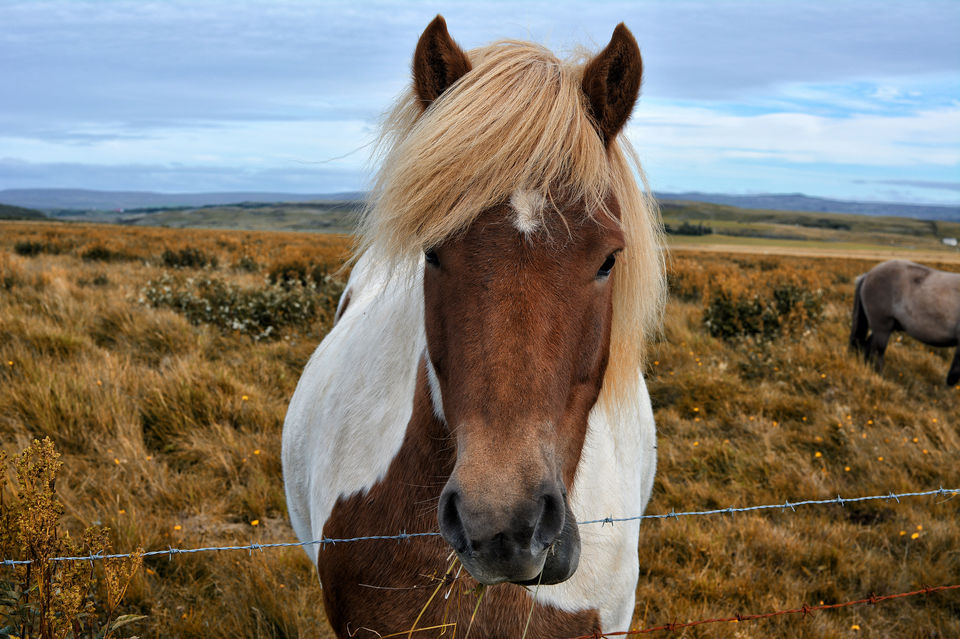 Photo of Self Drive Iceland's Golden Circle 6/8 by Calli & Travis