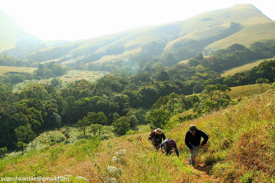 Photo of Kudremukh National Park - Shola Forest 3/59 by Yogesh Kardile
