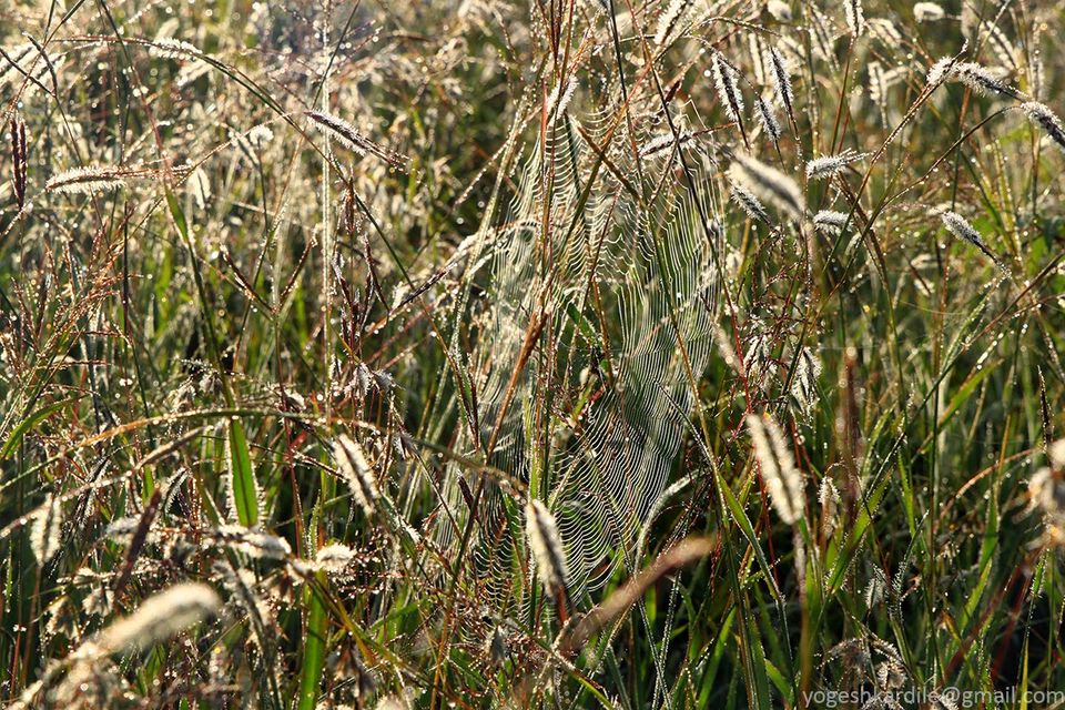 Photo of Kudremukh National Park - Shola Forest 4/59 by Yogesh Kardile