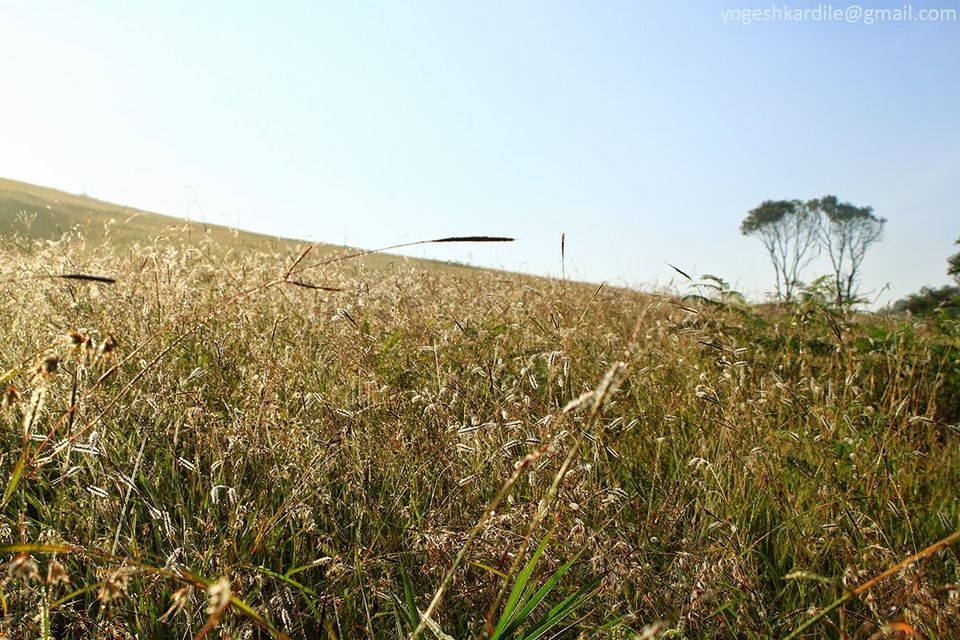 Photo of Kudremukh National Park - Shola Forest 5/59 by Yogesh Kardile