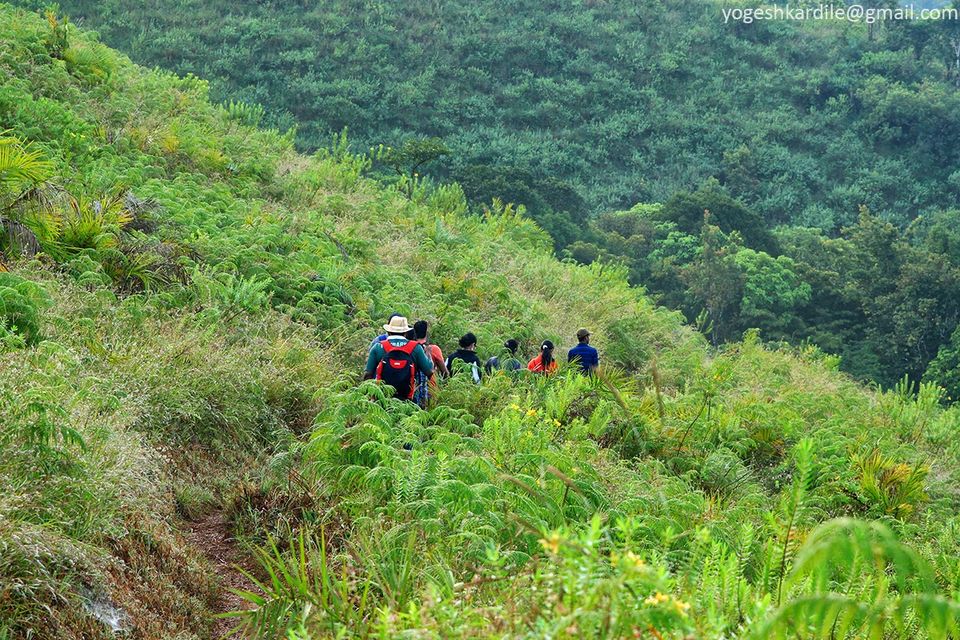 Photo of Kudremukh National Park - Shola Forest 6/59 by Yogesh Kardile