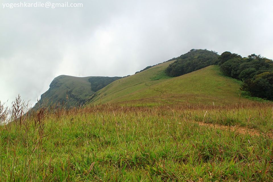 Photo of Kudremukh National Park - Shola Forest 8/59 by Yogesh Kardile