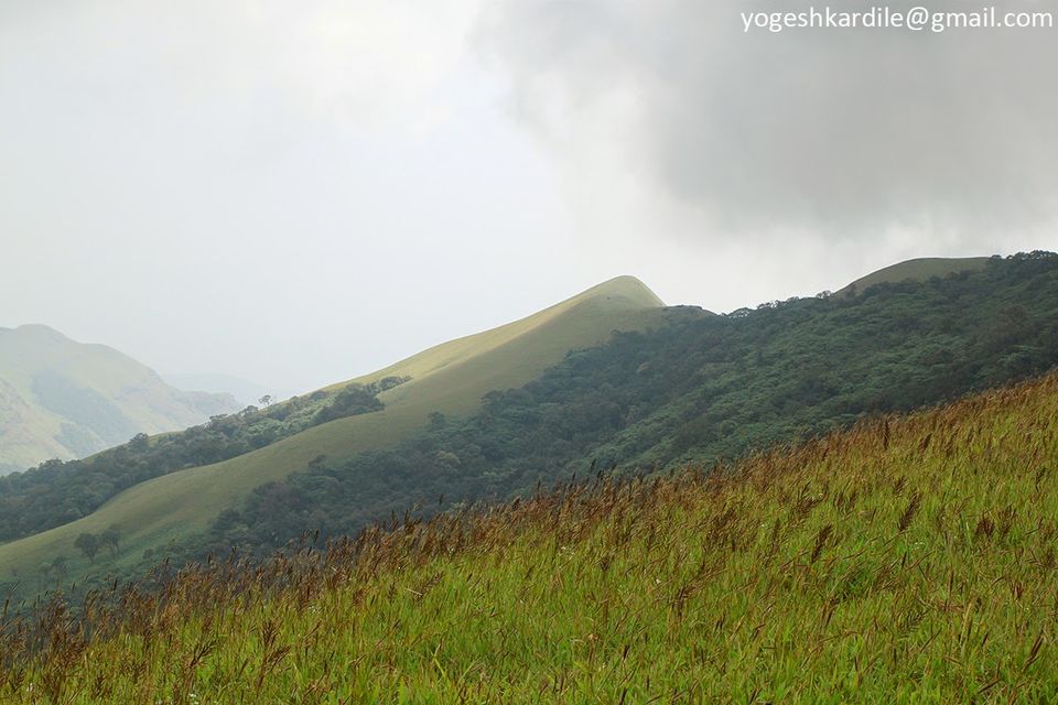 Photo of Kudremukh National Park - Shola Forest 9/59 by Yogesh Kardile