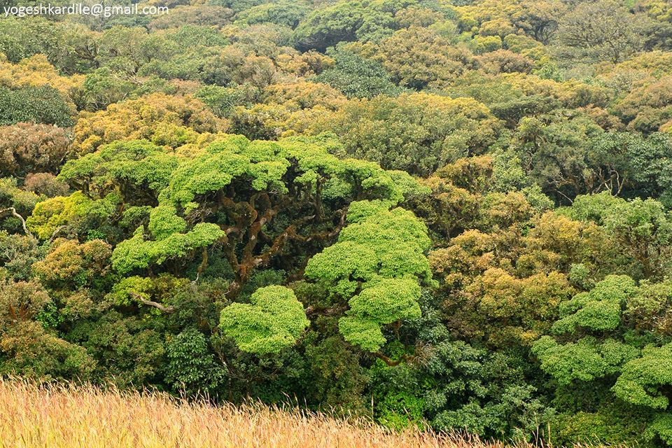 Photo of Kudremukh National Park - Shola Forest 10/59 by Yogesh Kardile