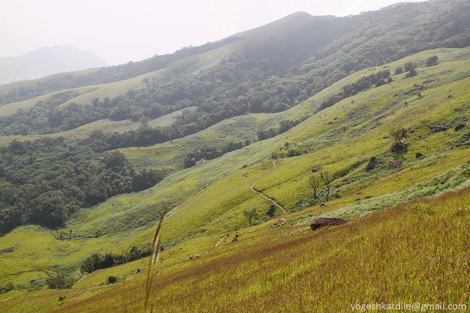 Photo of Kudremukh National Park - Shola Forest 14/59 by Yogesh Kardile