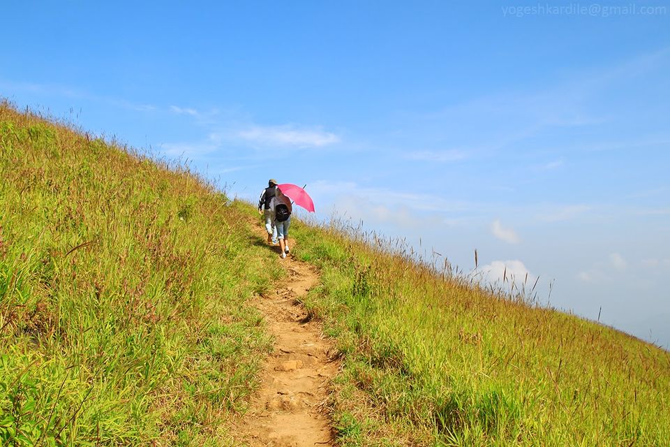 Photo of Kudremukh National Park - Shola Forest 17/59 by Yogesh Kardile