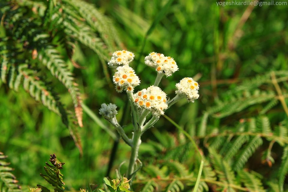 Photo of Kudremukh National Park - Shola Forest 18/59 by Yogesh Kardile