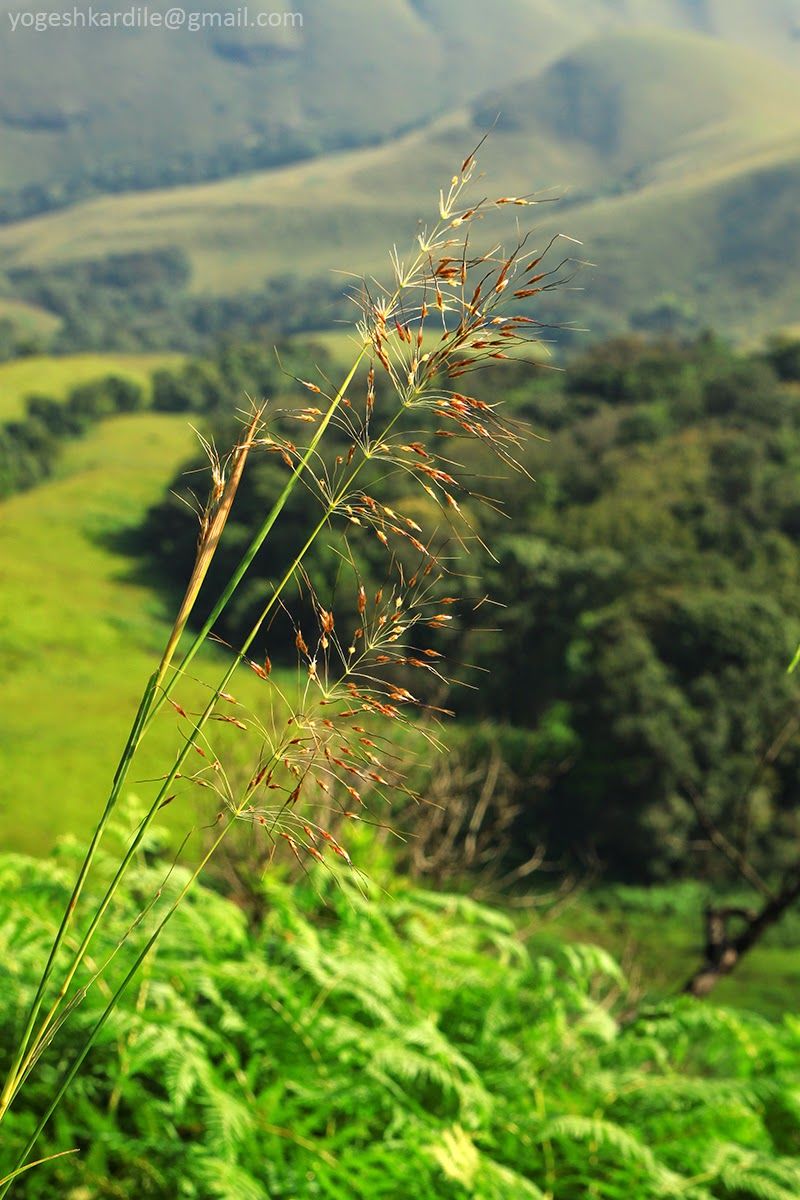 Photo of Kudremukh National Park - Shola Forest 21/59 by Yogesh Kardile