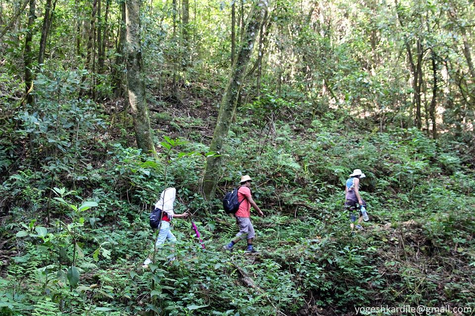Photo of Kudremukh National Park - Shola Forest 24/59 by Yogesh Kardile