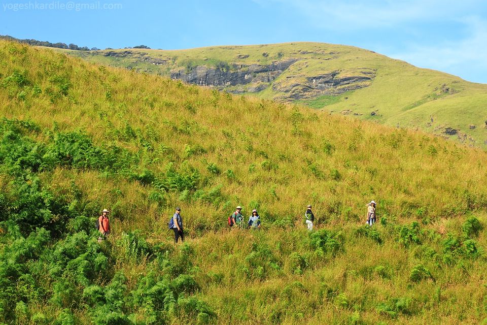 Photo of Kudremukh National Park - Shola Forest 25/59 by Yogesh Kardile