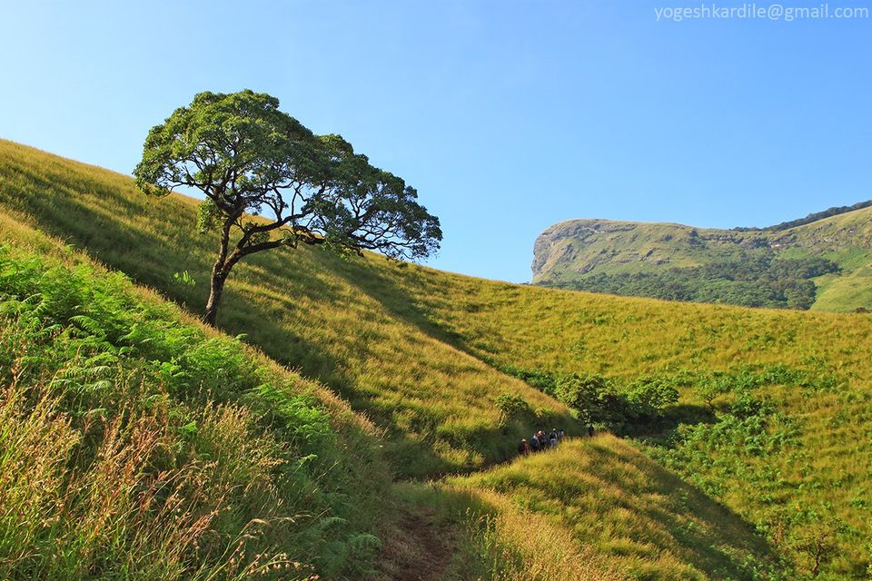 Photo of Kudremukh National Park - Shola Forest 26/59 by Yogesh Kardile