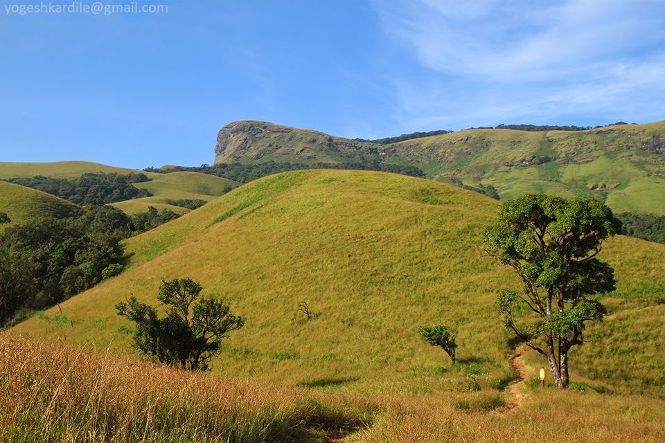 Photo of Kudremukh National Park - Shola Forest 28/59 by Yogesh Kardile