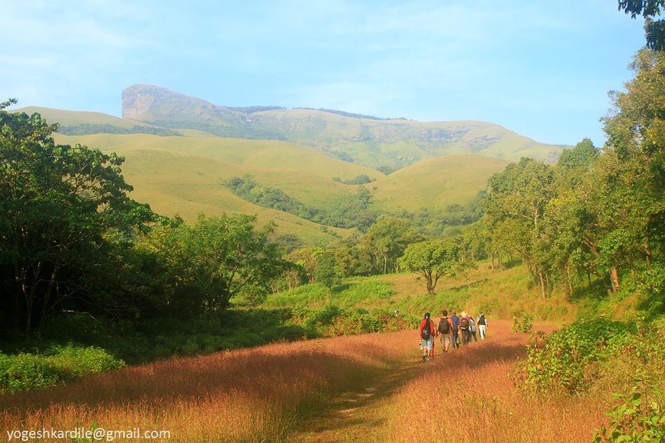 Photo of Kudremukh National Park - Shola Forest 31/59 by Yogesh Kardile