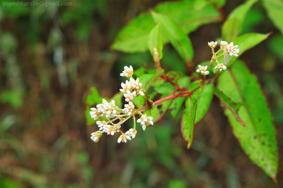 Photo of Kudremukh National Park - Shola Forest 32/59 by Yogesh Kardile