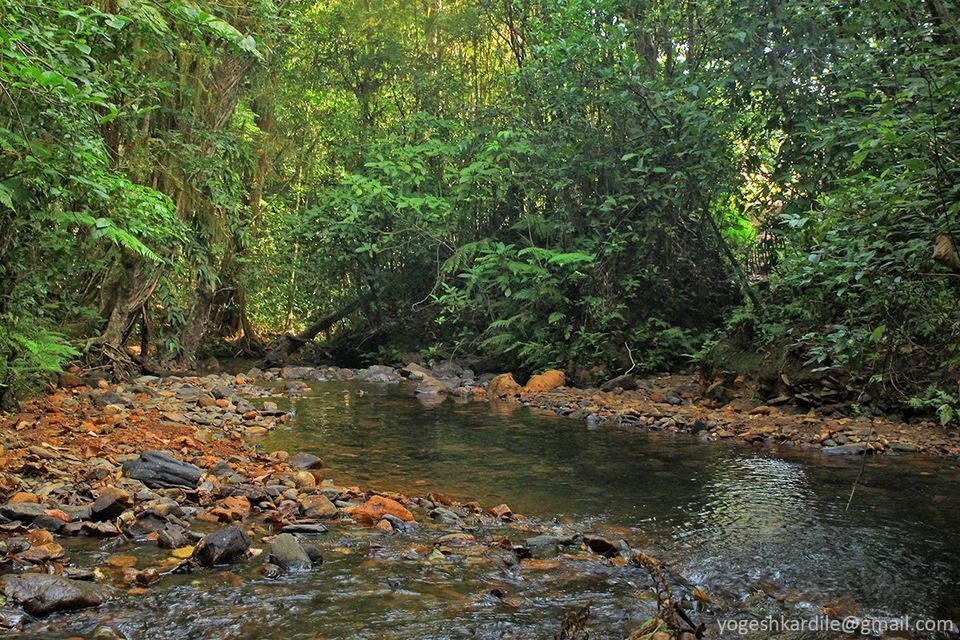 Photo of Kudremukh National Park - Shola Forest 33/59 by Yogesh Kardile