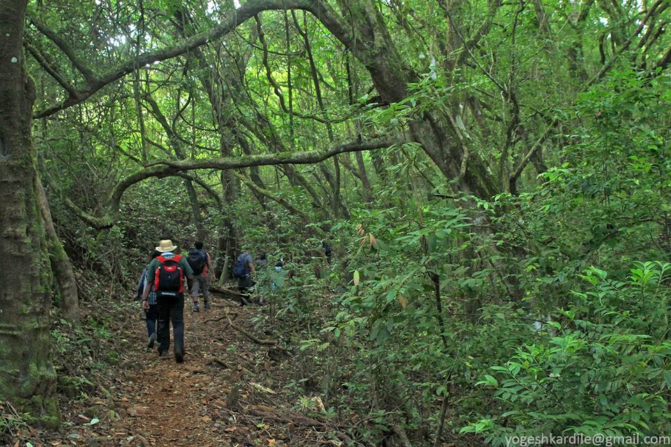 Photo of Kudremukh National Park - Shola Forest 35/59 by Yogesh Kardile