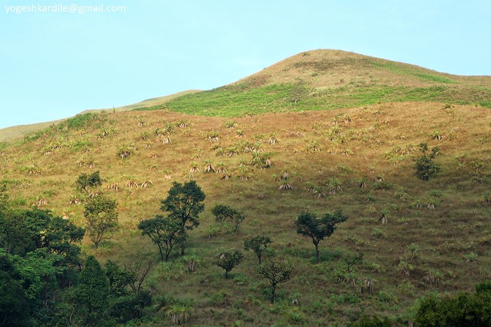 Photo of Kudremukh National Park - Shola Forest 36/59 by Yogesh Kardile