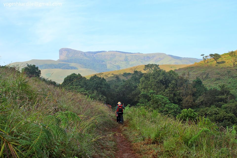 Photo of Kudremukh National Park - Shola Forest 37/59 by Yogesh Kardile