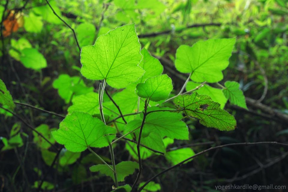 Photo of Kudremukh National Park - Shola Forest 38/59 by Yogesh Kardile