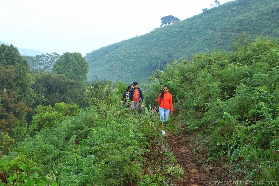 Photo of Kudremukh National Park - Shola Forest 41/59 by Yogesh Kardile