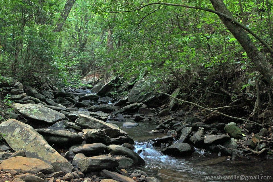 Photo of Kudremukh National Park - Shola Forest 43/59 by Yogesh Kardile