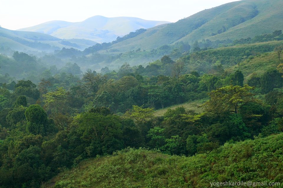 Photo of Kudremukh National Park - Shola Forest 45/59 by Yogesh Kardile