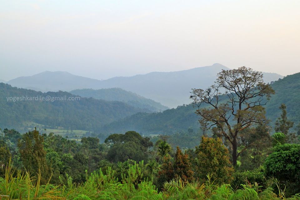 Photo of Kudremukh National Park - Shola Forest 47/59 by Yogesh Kardile