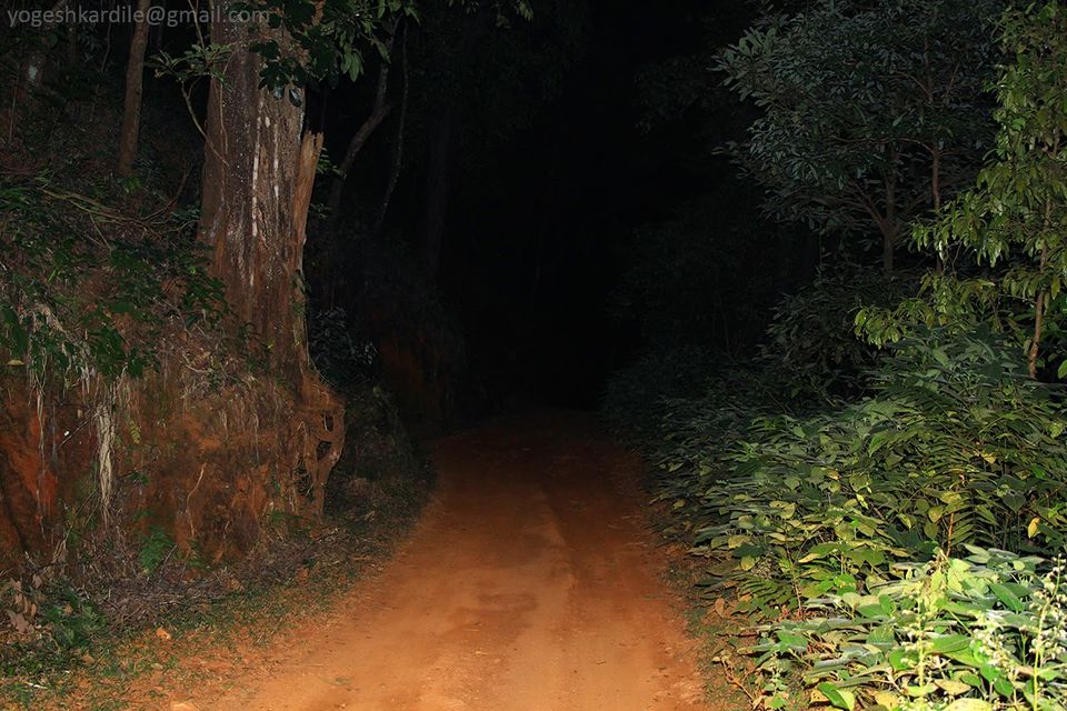 Photo of Kudremukh National Park - Shola Forest 50/59 by Yogesh Kardile