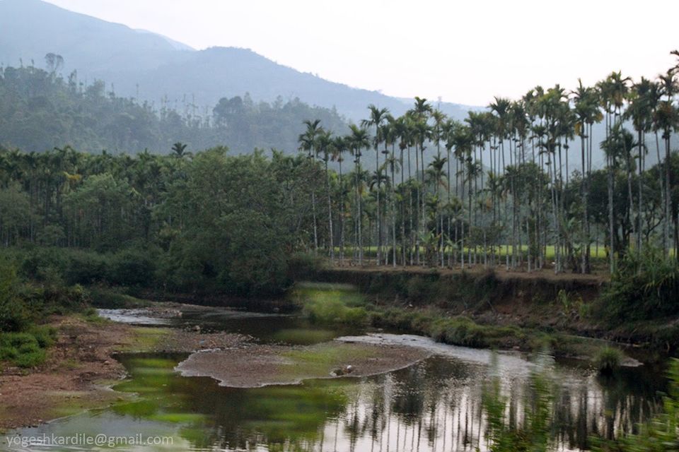 Photo of Kudremukh National Park - Shola Forest 52/59 by Yogesh Kardile