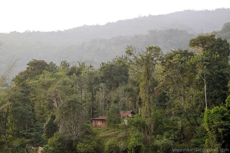 Photo of Kudremukh National Park - Shola Forest 58/59 by Yogesh Kardile