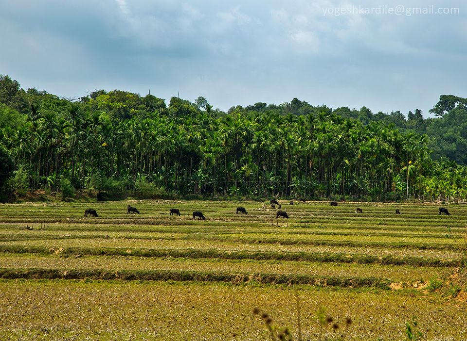 Eerie Jungle - Mattaga backwaters - Tripoto