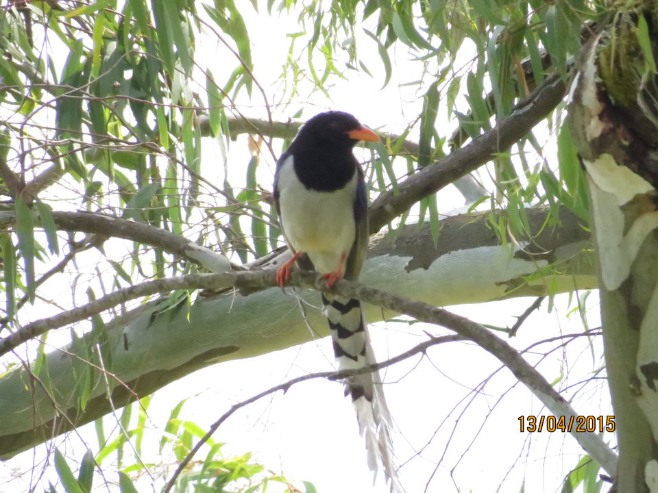 Photo of Jiling 25/26 by Soma