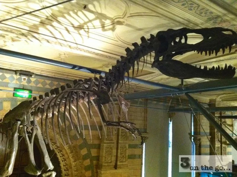 Photo of Natural History Museum, Cromwell Road, London, United Kingdom by Alexandra