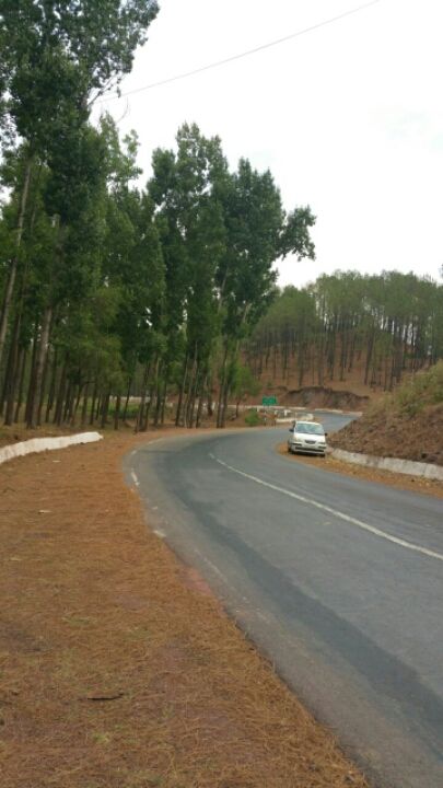 Photo of "Into the Pines" 3/24 by Upiindr shrma 