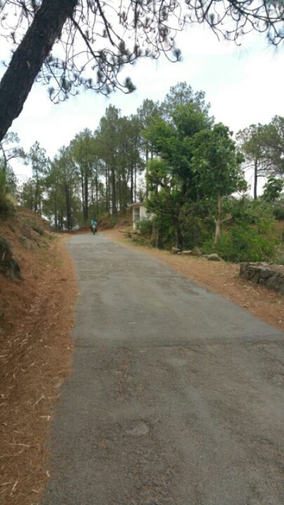 Photo of "Into the Pines" 9/24 by Upiindr shrma 