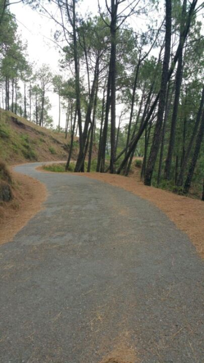 Photo of "Into the Pines" 12/24 by Upiindr shrma 