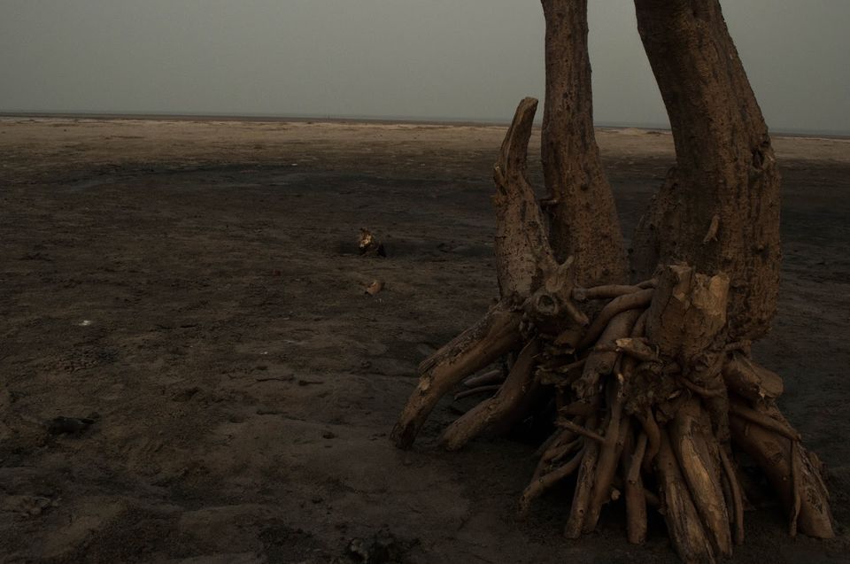 Photo of Henry Island Near Kolkata Is Its Very Own Private Beach 5/10 by Atreya Nath