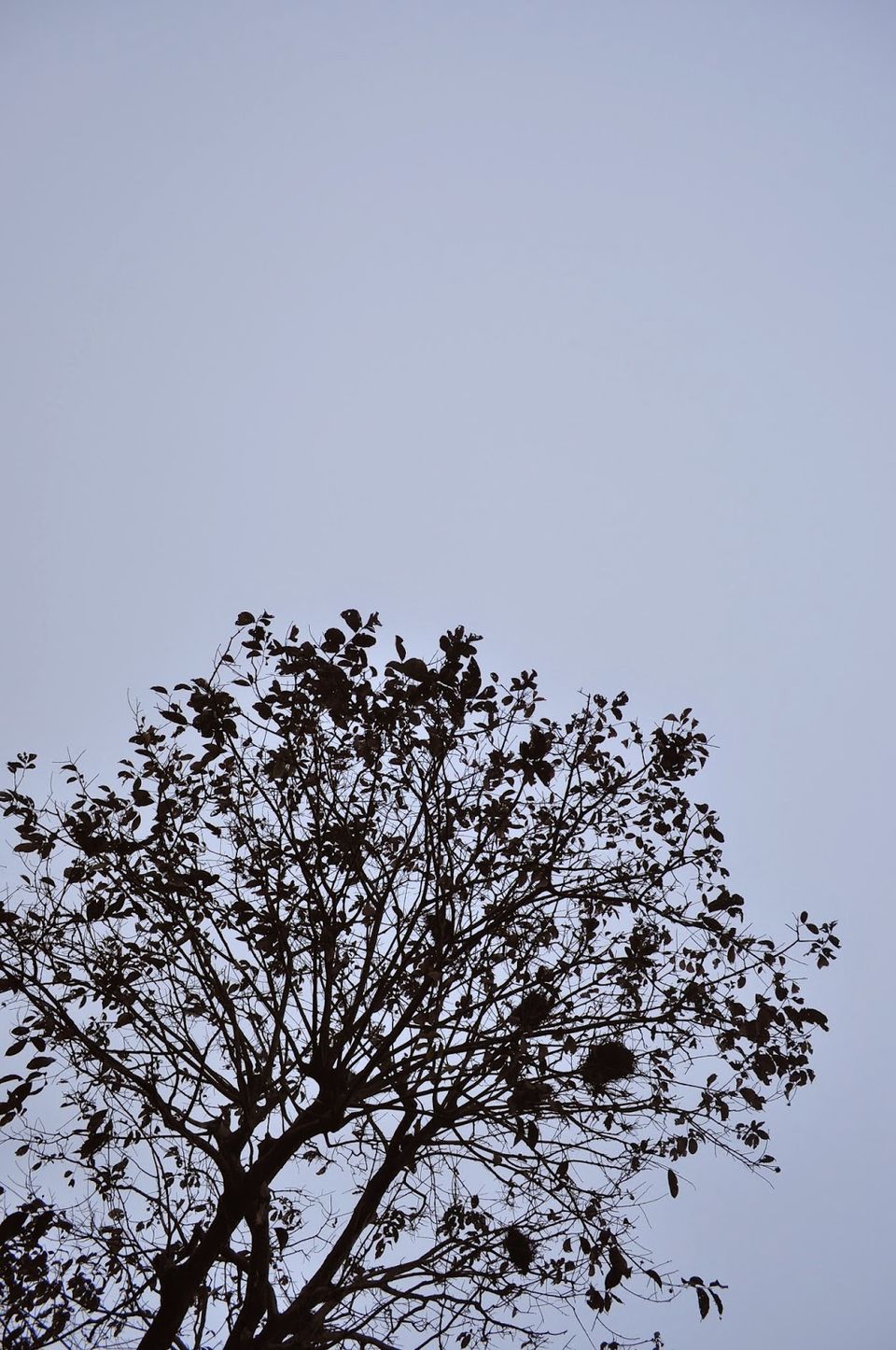 Photo of Diary 4: Kulik wildlife sanctuary 4/23 by Atreya Nath