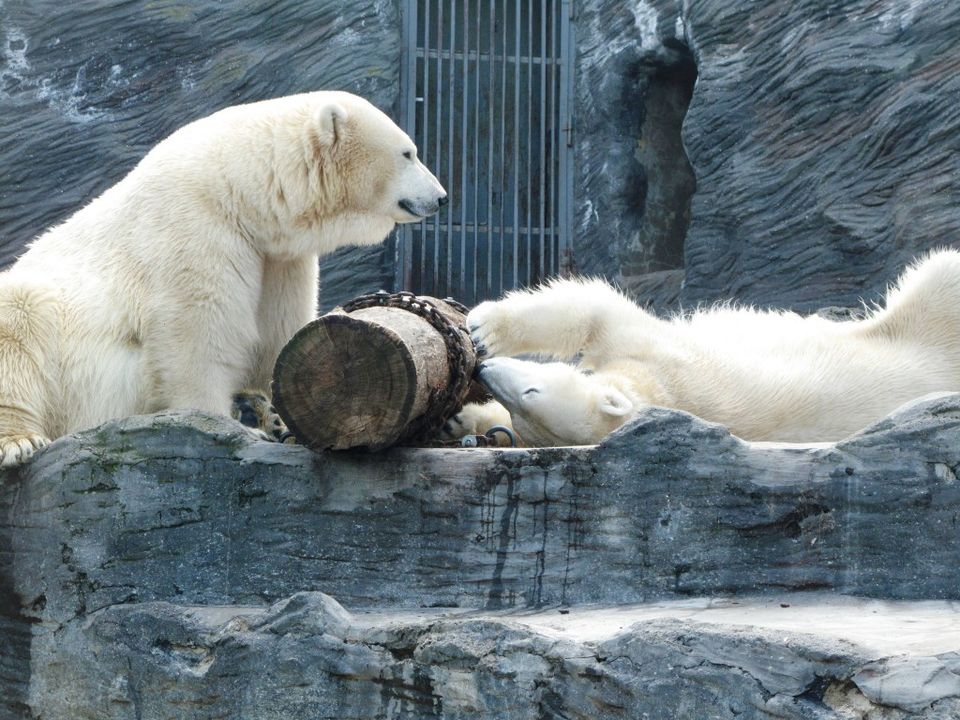 Photo of Prague Zoo, U trojského zámku, Prague-Prague 7, Czech Republic by Samantha Hussey